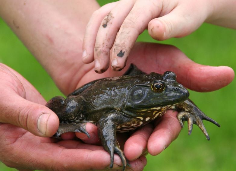 7 個夢見牛蛙的解釋：夢見殺死牛蛙、夢見牛蛙死了-狗尾詞典