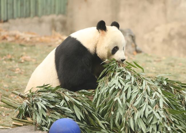 7 個夢見熊貓的解釋：夢見被熊貓咬傷、夢見親吻熊貓-狗尾詞典