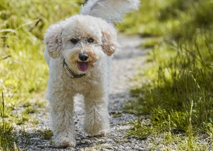 6 個夢見貴賓犬的解釋：夢見被漂亮的狗狗攻擊、夢見貴賓犬追你-狗尾詞典