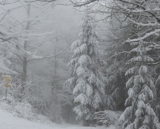 5 個夢見看到雪的解釋：夢見被雪擊中、夢見大雪-狗尾詞典