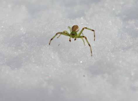5 個夢見綠蜘蛛的解釋：夢見綠蜘蛛追你 、夢見殺死綠蜘蛛-狗尾詞典
