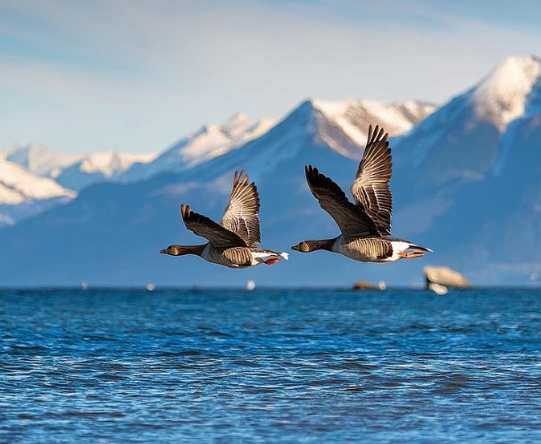 5 個夢見鵝的解釋：夢見鵝來襲 、 夢見被鵝追趕-狗尾詞典