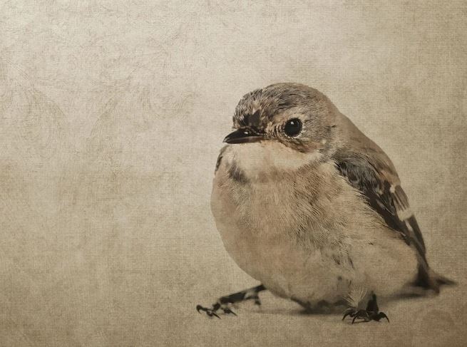 5 個夢見死麻雀的解釋：夢見吃麻雀 、夢見一群麻雀-狗尾詞典