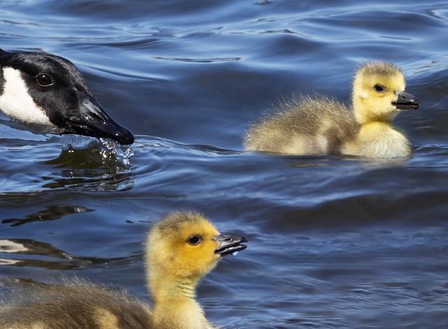 5 個夢見死鵝的解釋：夢見吃鵝、夢見一群鵝-狗尾詞典