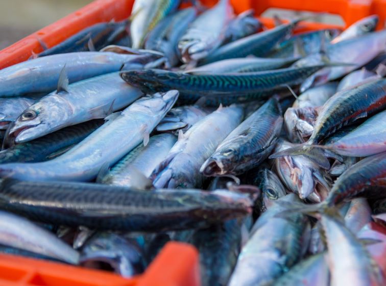 5 個夢見鯖魚垂死的解釋：夢見吃鯖魚、 夢見鯖魚群-狗尾詞典