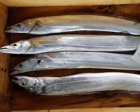 5 個夢見銀鯛魚的解釋:夢見收到銀鯛魚、夢見給銀鯛魚-狗尾詞典 5 個夢見銀鯛魚的解釋:夢見收到銀鯛魚、夢見給銀鯛魚-狗尾詞典