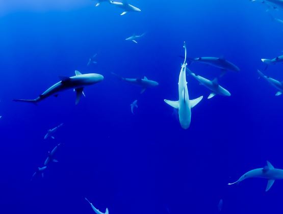 5 個夢見鯊魚寶寶的解釋:夢見被小鯊魚咬傷、夢見和小鯊魚玩耍-狗尾詞典 5 個夢見鯊魚寶寶的解釋:夢見被小鯊魚咬傷、夢見和小鯊魚玩耍-狗尾詞典