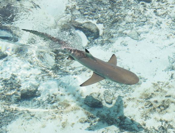 5 個夢見死鯊魚的解釋:夢見摸死鯊魚、 夢見一群死鯊魚-狗尾詞典 5 個夢見死鯊魚的解釋:夢見摸死鯊魚、 夢見一群死鯊魚-狗尾詞典