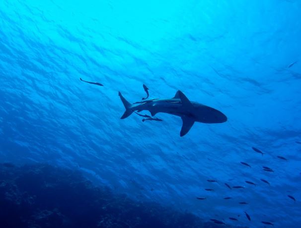 5 個夢見被鯊魚追趕的解釋：夢見碰鯊魚 、夢見鯊魚群-狗尾詞典
