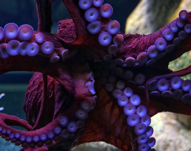 5 個夢見大章魚的解釋：夢見被大章魚咬傷 、夢見收到一隻大章魚-狗尾詞典