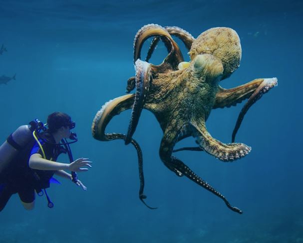 5 個夢見吃巨型章魚的解釋：夢見巨型章魚死去、夢見殺死巨型章魚-狗尾詞典
