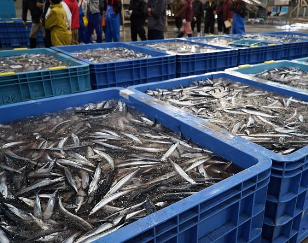 5 個夢見秋刀魚的解釋：夢見自己是秋刀魚、夢見烤秋刀魚-狗尾詞典