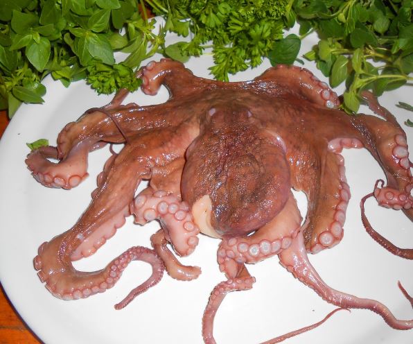 5 個夢見章魚的解釋：夢見被章魚咬傷 、夢見見章魚-狗尾詞典
