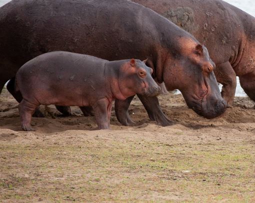 5 個夢見死河馬的解釋：夢見河馬幼崽攻擊、 夢見和河馬寶寶打架-狗尾詞典