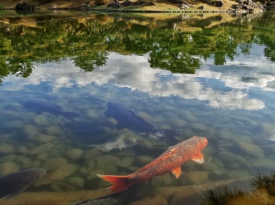 5 個夢見鯉魚的解釋：夢見收到鯉魚 、夢見送鯉魚 -狗尾詞典