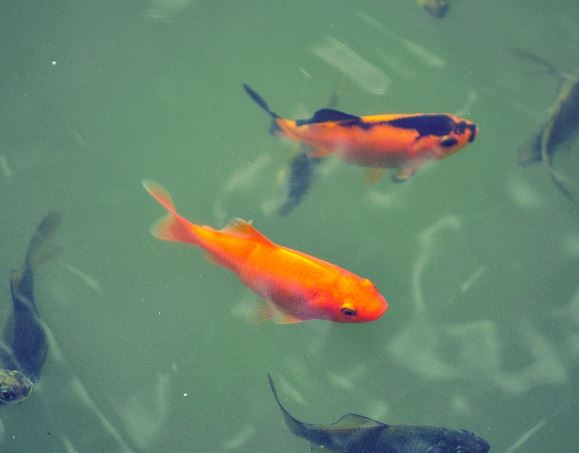 5 個夢見黑鯉魚的解釋：夢見收到黑鯉魚、夢見黑鯉魚追你-狗尾詞典