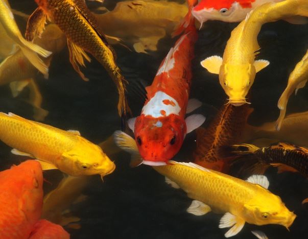 5 個夢見金鯉魚的解釋：夢見收到金鯉魚、夢見送金鯉魚-狗尾詞典