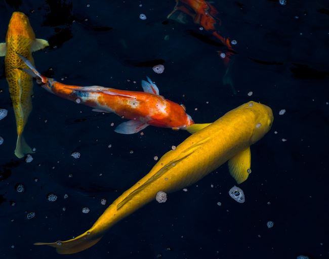 5 個夢見黃鯉魚的解釋：夢見黃鯉魚不見了、夢見黃鯉魚靠近-狗尾詞典