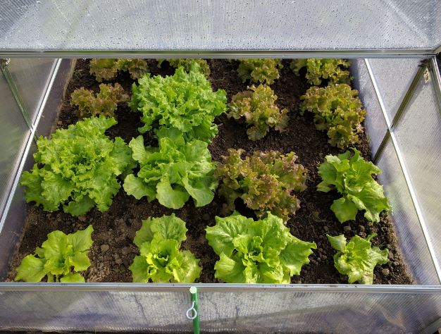 5 個夢見生菜的解釋:夢見收到生菜、夢見送生菜-狗尾詞典 5 個夢見生菜的解釋:夢見收到生菜、夢見送生菜-狗尾詞典