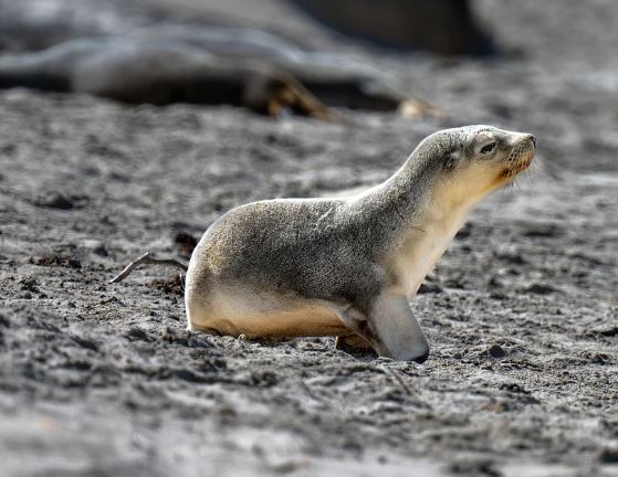 5 個夢見海獅死去的解釋：夢見被海獅追趕 、夢見被海獅咬傷-狗尾詞典