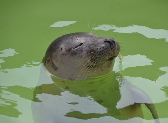 5 個夢見海獅的解釋:夢見養海獅 、 夢見帶海獅-狗尾詞典 5 個夢見海獅的解釋:夢見養海獅 、 夢見帶海獅-狗尾詞典