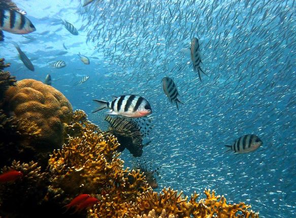 5 個夢見透明大海的解釋: 夢見透明的海水、夢見進入清澈的大海-狗尾詞典 5 個夢見透明大海的解釋: 夢見透明的海水、夢見進入清澈的大海-狗尾詞典