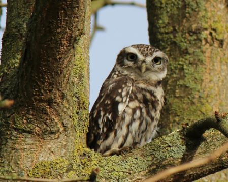5 個夢見貓頭鷹死去的解釋：夢見被貓頭鷹咬傷、夢見貓頭鷹追你-狗尾詞典