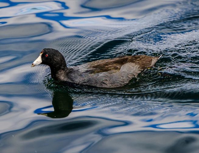 5 個夢見黑鴨子的解釋： 夢見被黑鴨咬傷、夢見見黑鴨子-狗尾詞典