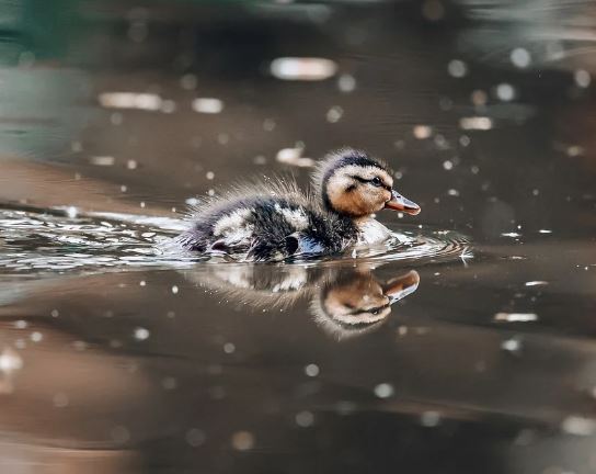 5 個夢見鴨子死了的解釋：夢見被鴨子咬傷 、夢見鴨子追你-狗尾詞典