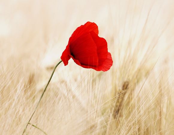 5 個夢見紅花的解釋：夢見收到紅花、夢見送紅花-狗尾詞典