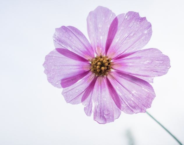 5 個夢見紫色花的解釋：夢見種紫色的花、夢見收到紫色的花朵-狗尾詞典