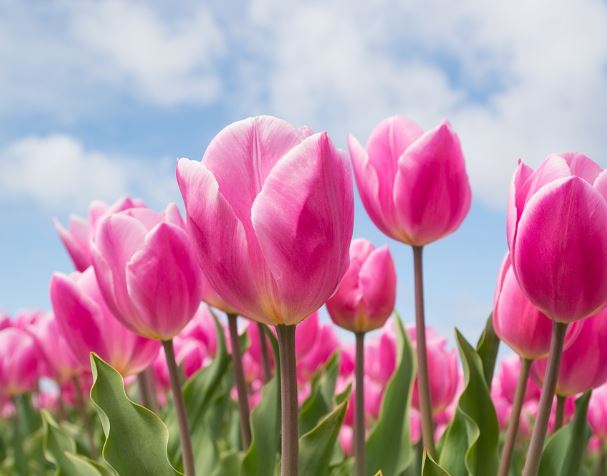 5 個夢見粉紅色的花的解釋：夢見收到粉紅色的花、夢見送粉紅色的花-狗尾詞典