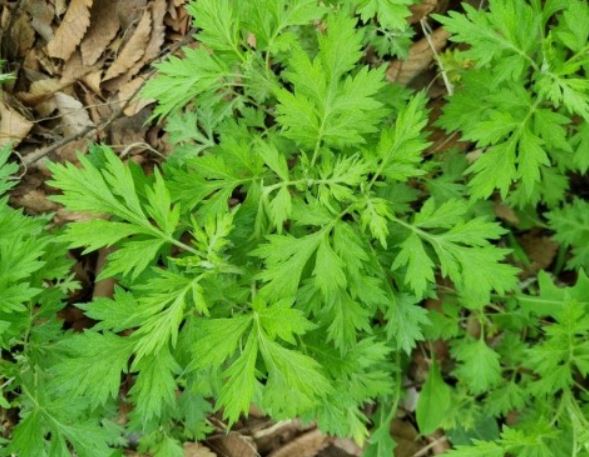 5 個夢見艾蒿的解釋：夢見收到艾草、夢見給艾草-狗尾詞典