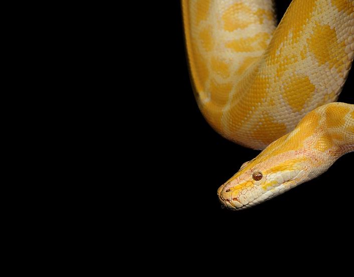 5 個夢見殺死黃蛇的解釋：夢見有人殺了一條黃蛇、 夢見死黃蛇-狗尾詞典