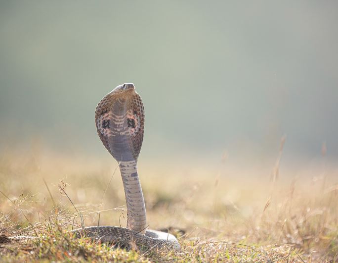 5 個夢見棕色的蛇的解釋：夢見遇到棕色的蛇、夢見棕色的蛇進入你的房子-狗尾詞典