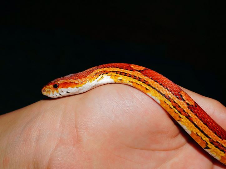 5 個夢見被橘色蛇追的解釋：夢見被橘色蛇吃掉、夢見橘色蛇撲上來-狗尾詞典