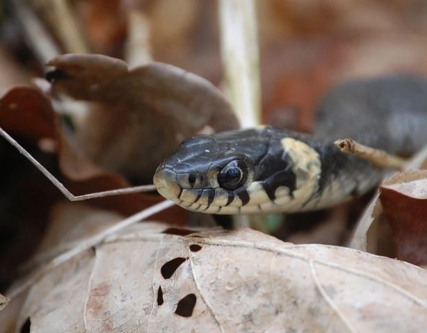 5 個夢見被黑蛇咬傷的解釋：夢見黑蛇攻擊、夢見許多黑蛇-狗尾詞典