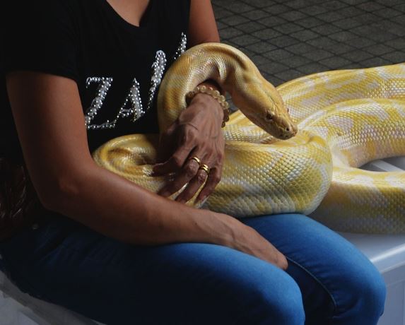 5 個夢見黃蛇的解釋： 夢見一條黃蛇進入屋內、夢見一條黃色的蛇向你靠近-狗尾詞典