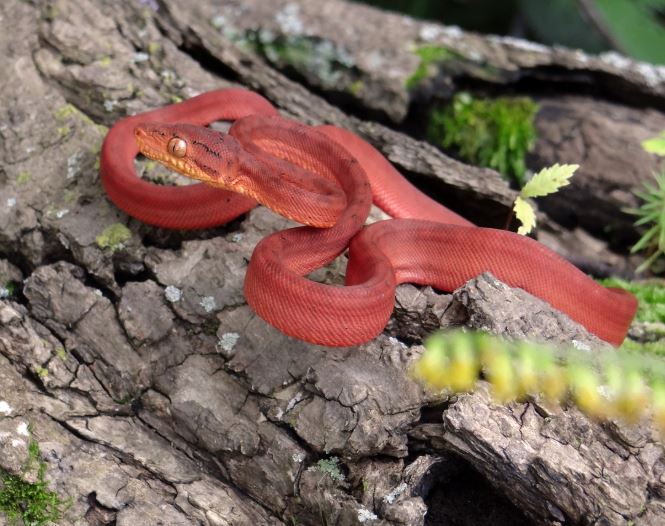 5 個夢見紅蛇的解釋：夢見一條紅蛇闖入你的家 、 夢見接近的紅蛇-狗尾詞典